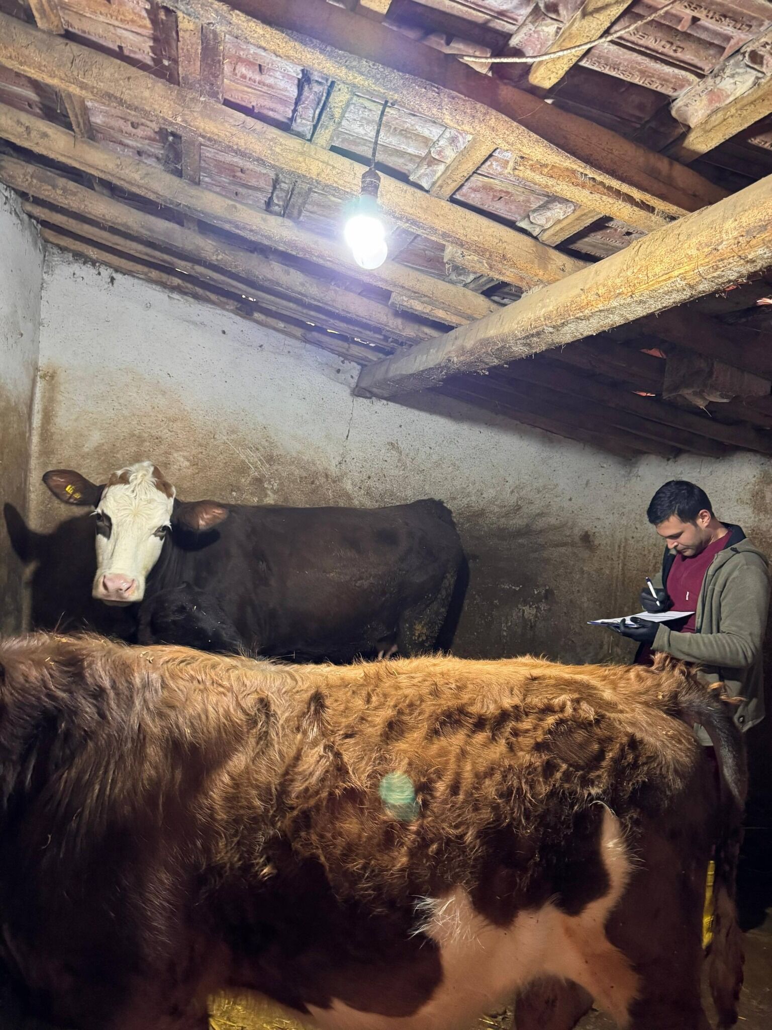 İlkbahar Şap Aşılama Çalışmaları Gölpazarı’nda Devam Ediyor 11431 (1)