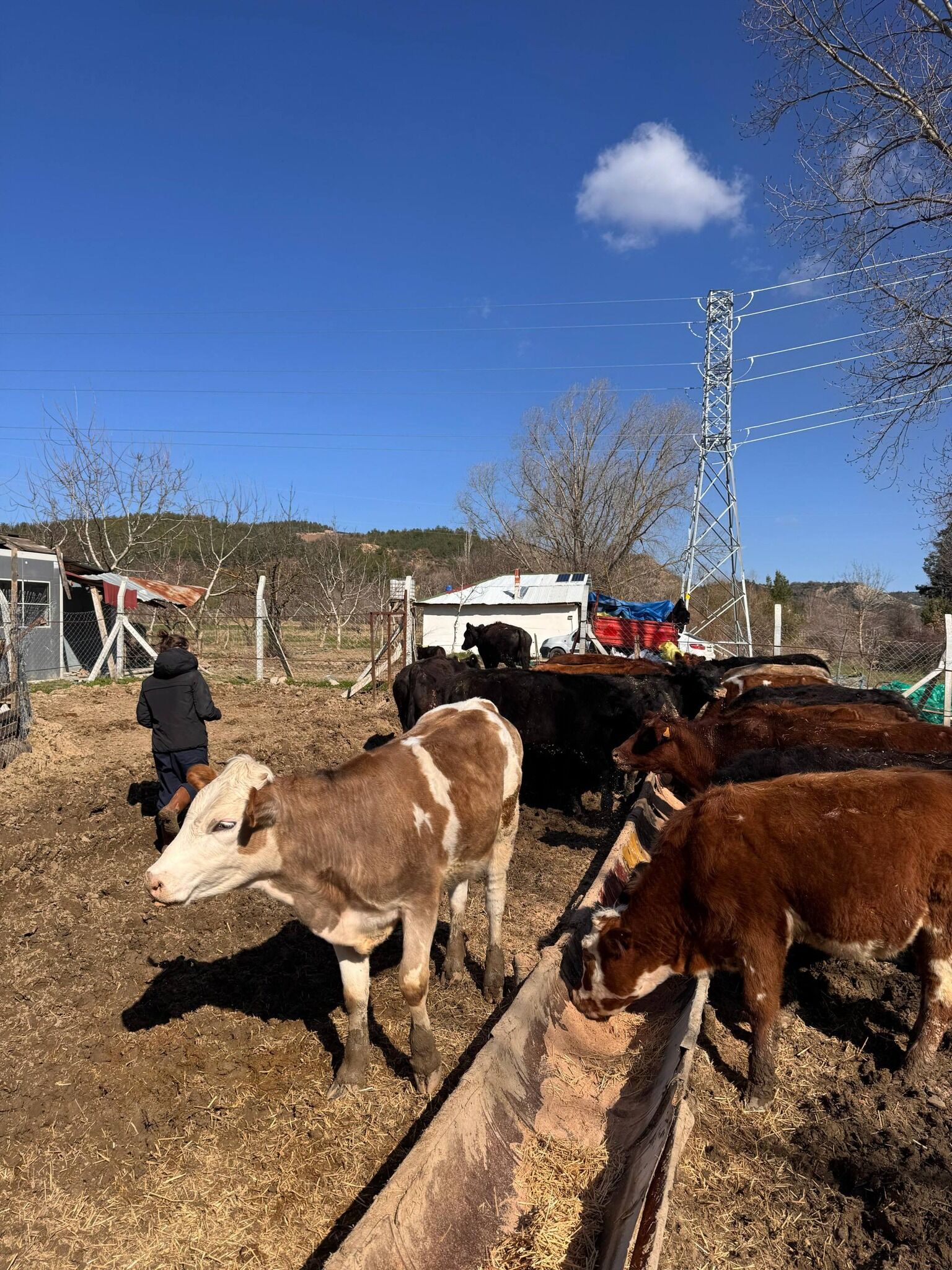 İlkbahar Şap Aşılama Çalışmaları Gölpazarı’nda Devam Ediyor 11432