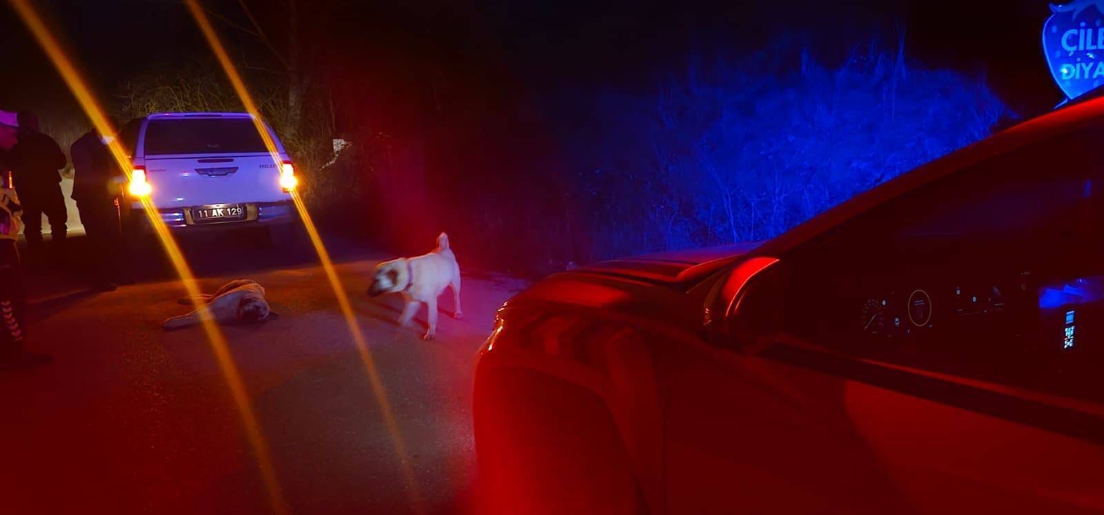 Bir Hayvan Haberi Daha Ama Kalpleri Isıtandan 12433