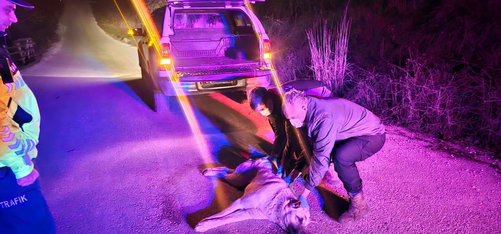 Bir Hayvan Haberi Daha Ama Kalpleri Isıtandan 12434