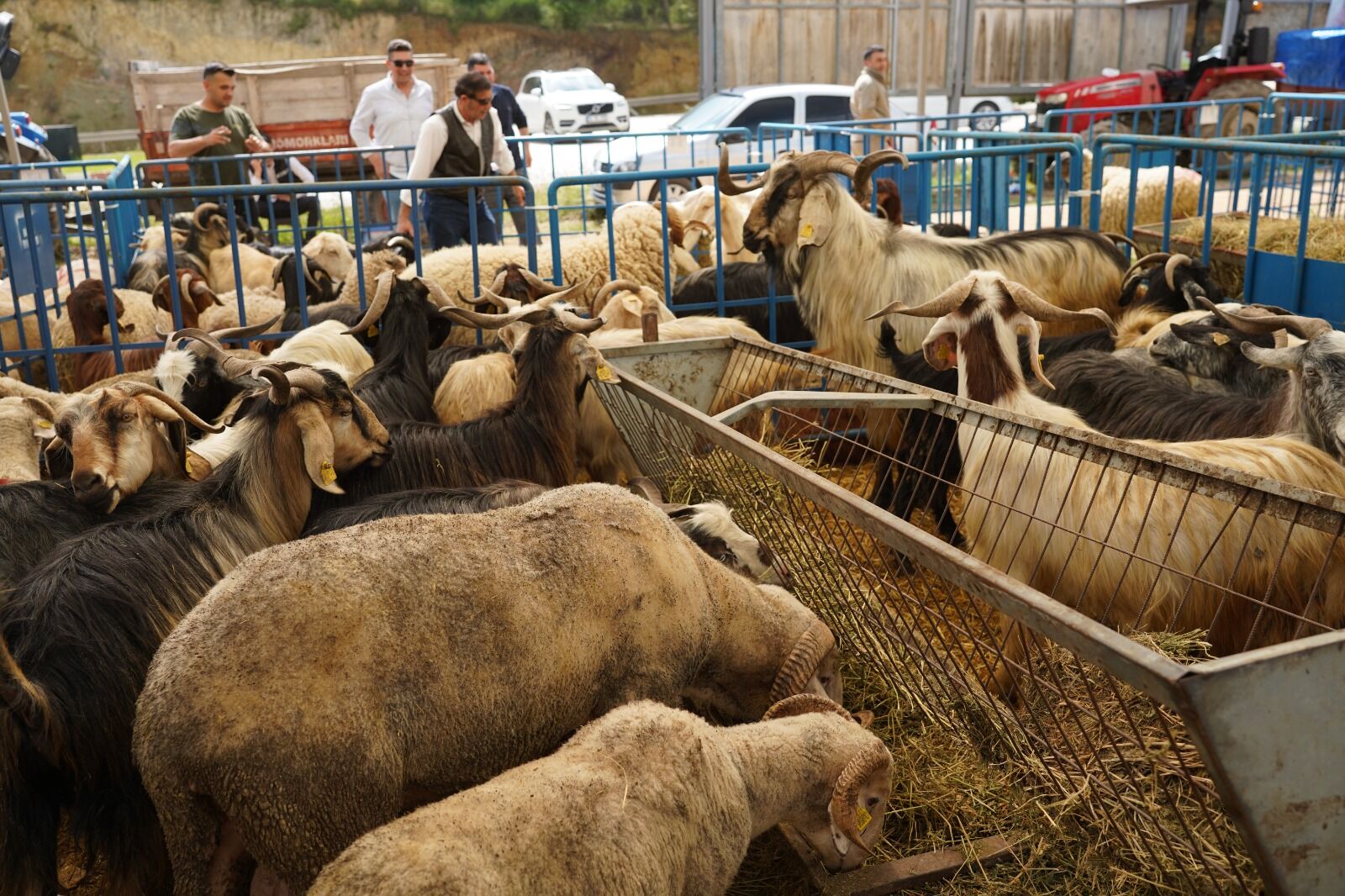 Kurban Pazarında Sıkı Denetim 14976