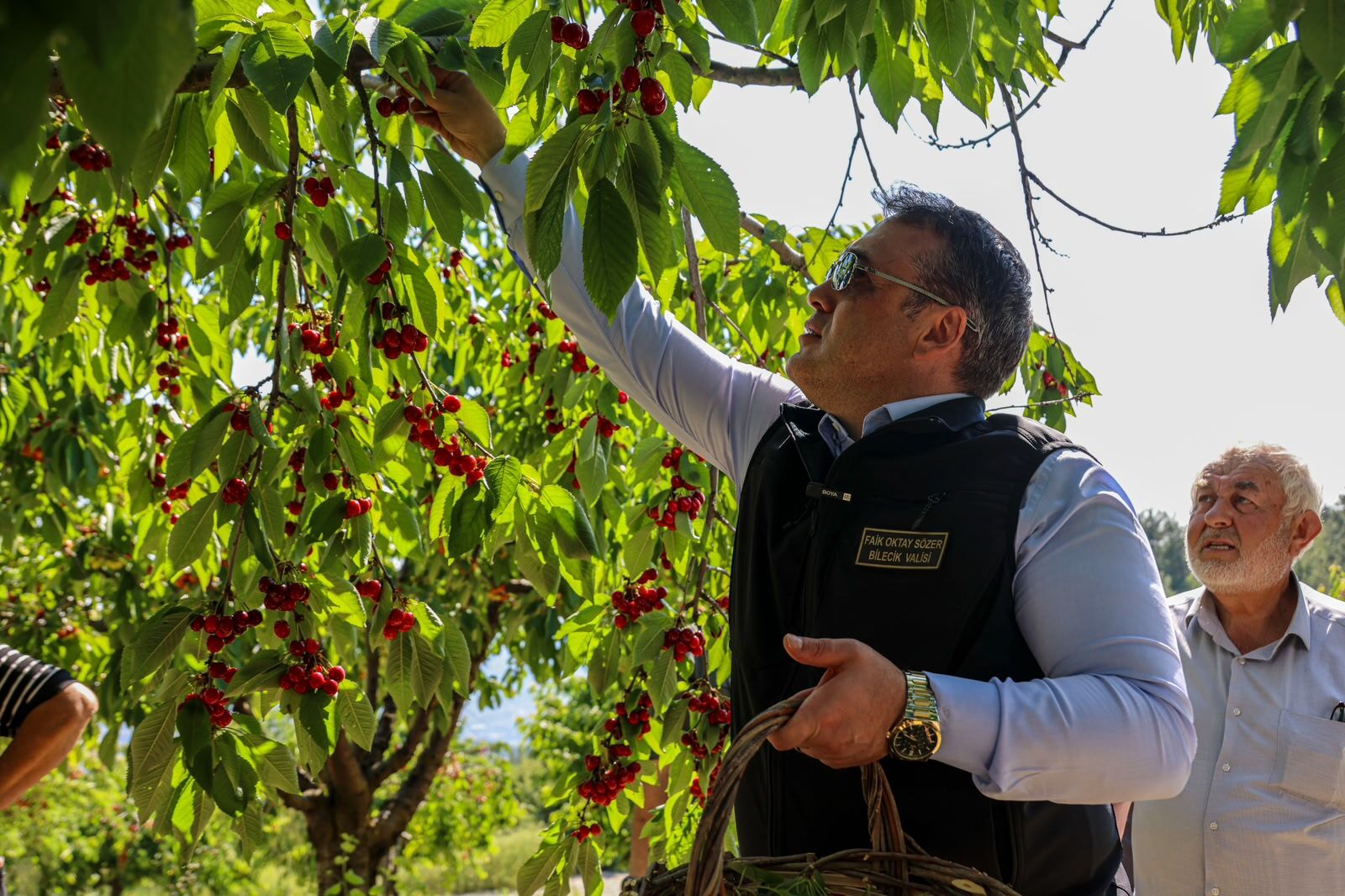 Bilecikte Kiraz Zamanı 15513