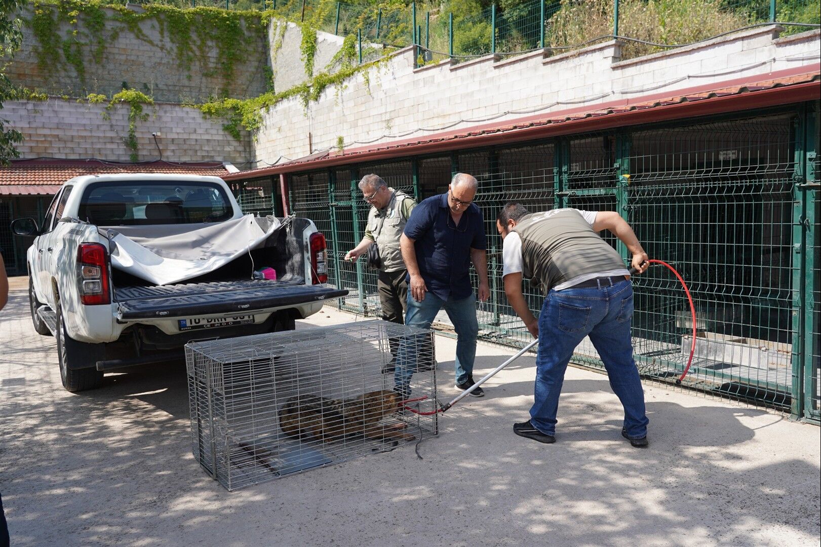 Yaralı Çakal Bilecikte Hayata Tutundu 16038