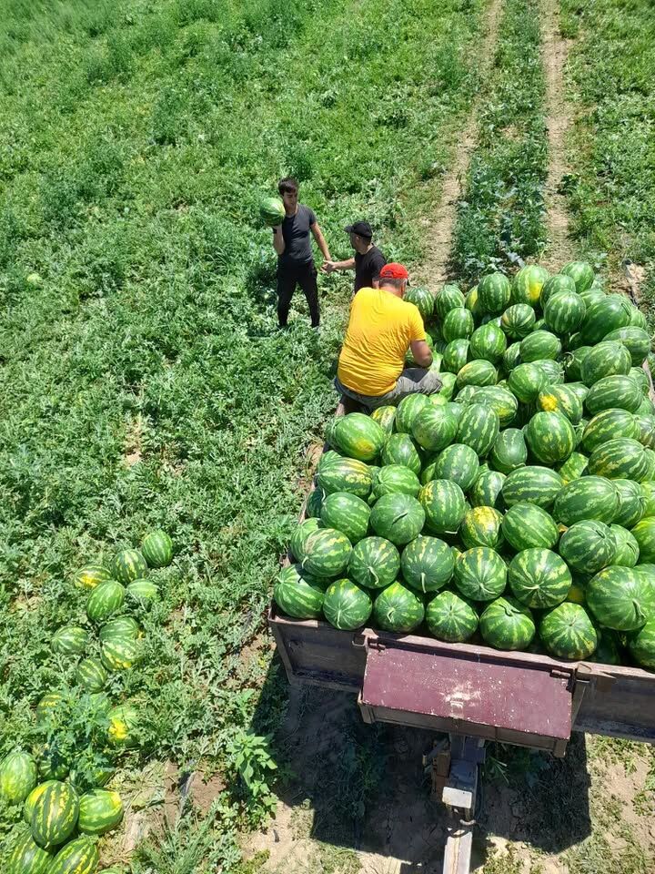 Coğrafi İşaretli Lezzette Hasat Zamanı 16868