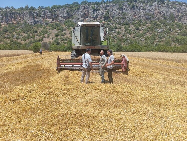 Gölpazarı’nda Hububat Hasadı Sürüyor, Denetimler Aralıksız Devam Ediyor 17048