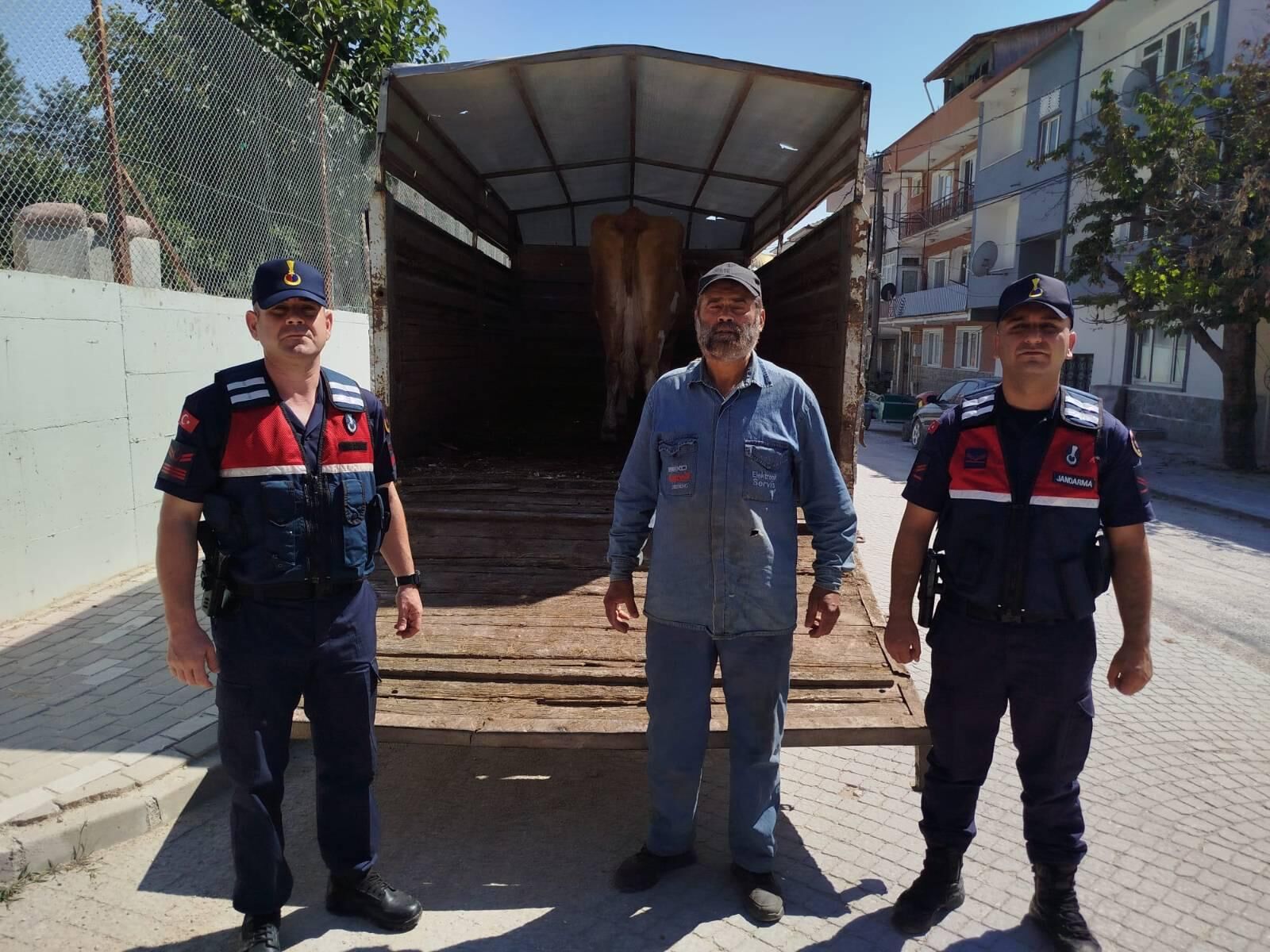 Kayıp Simentali Jandarma Buldu 17696 (1)