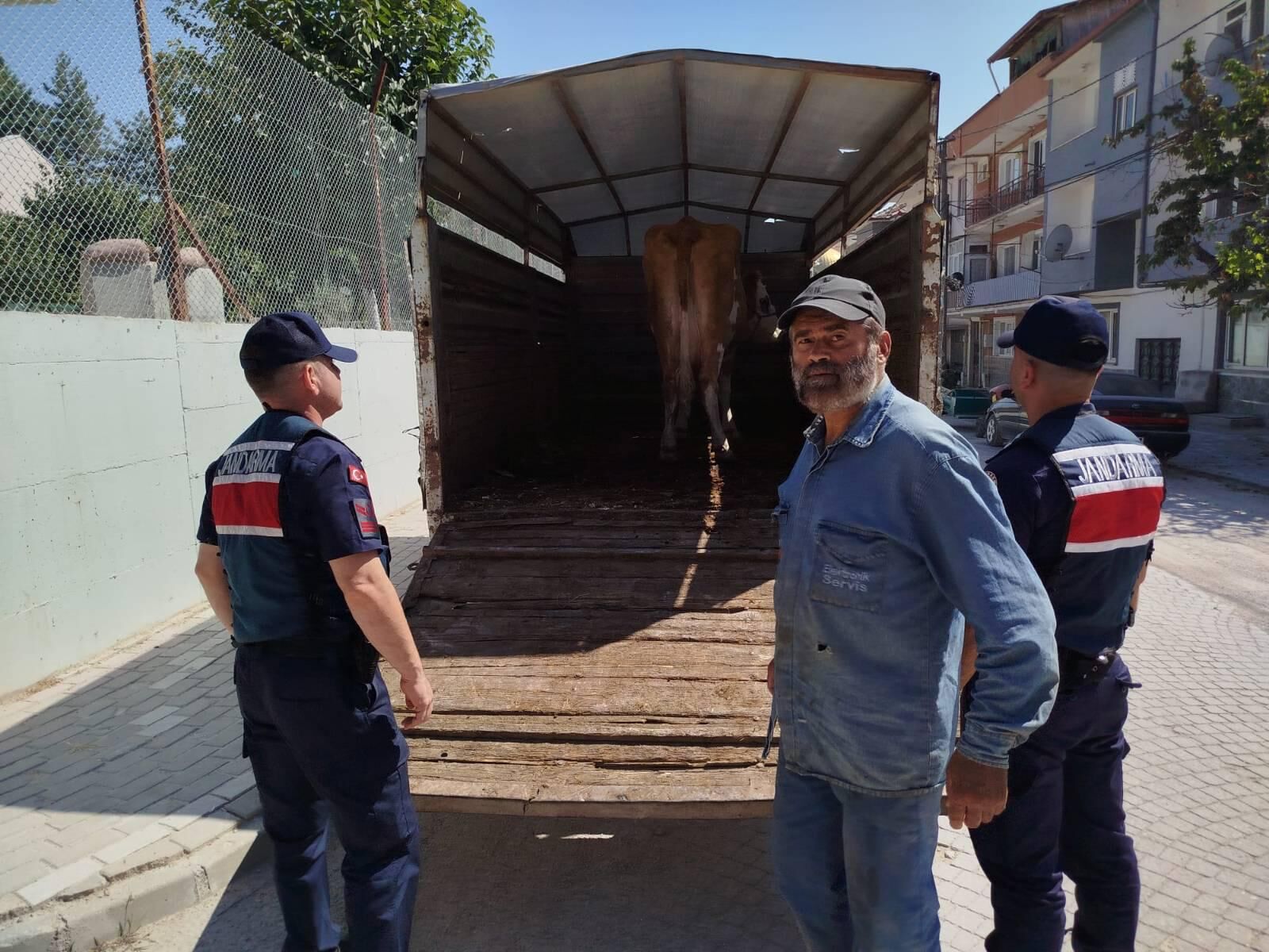 Kayıp Simentali Jandarma Buldu 17697