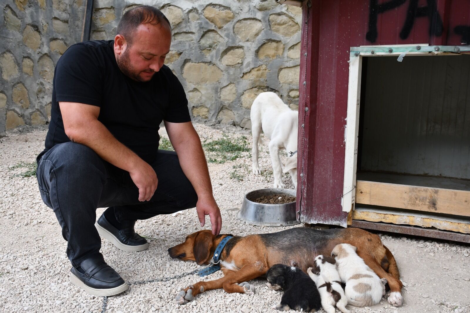 Ölen Köpeğin 3 Yavrusuna “Süt Anne” Şefkati 17778