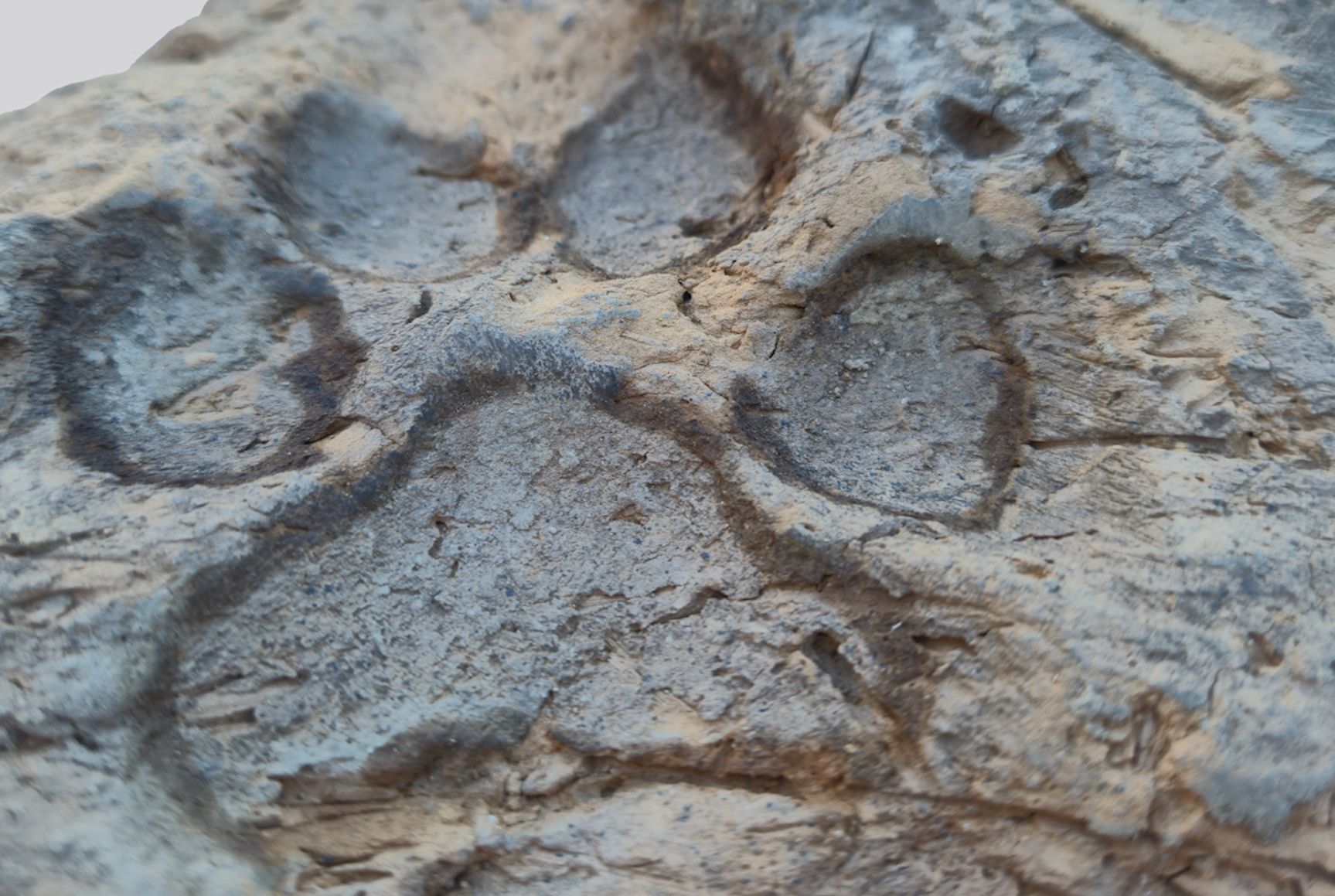 4 Bin Yıllık Köpek Pati Izleri Bulundu 20866
