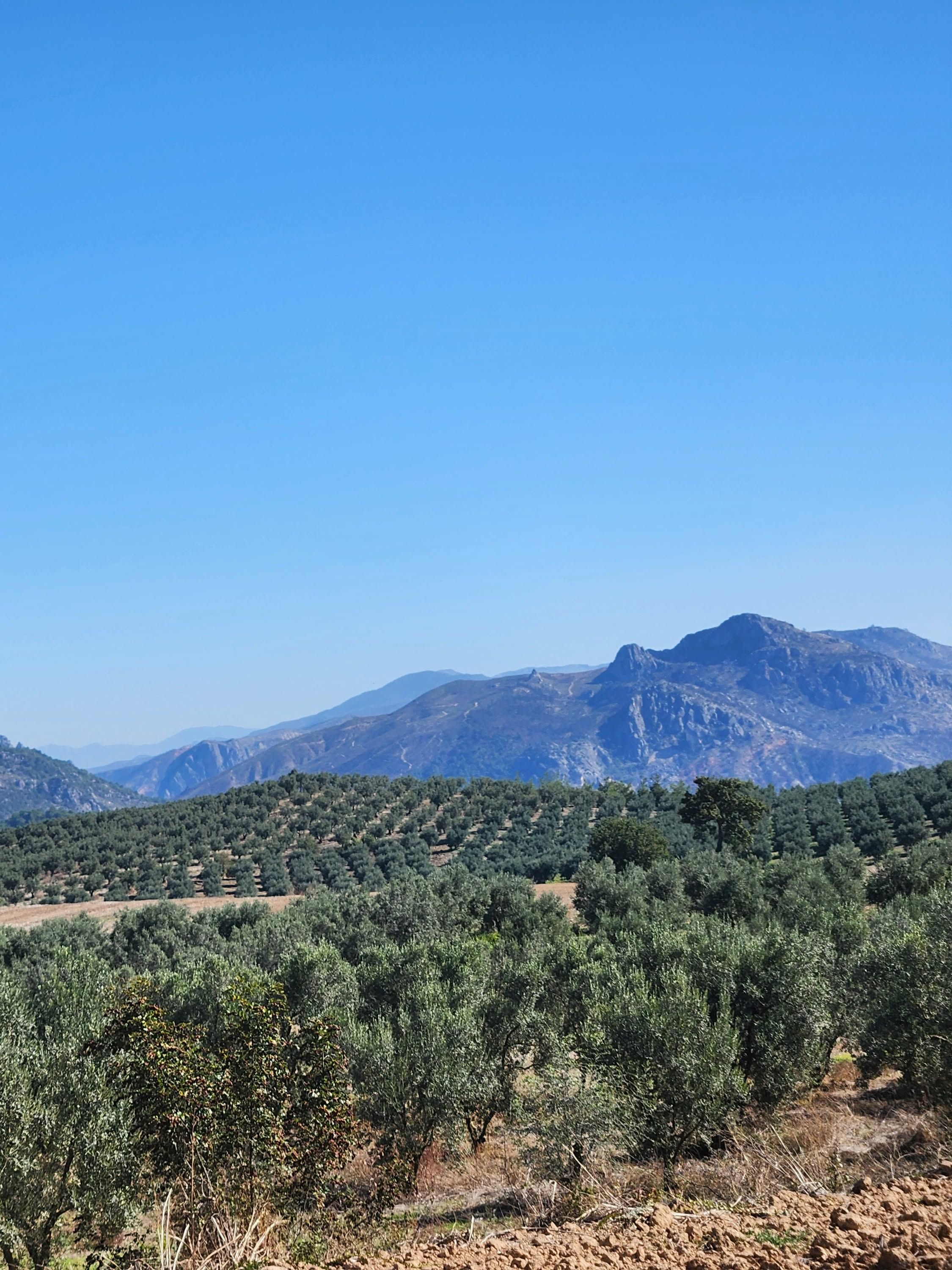 Bilecik’te Zeytin Hasadı Öncesi Rekolte Mesaisi 20295