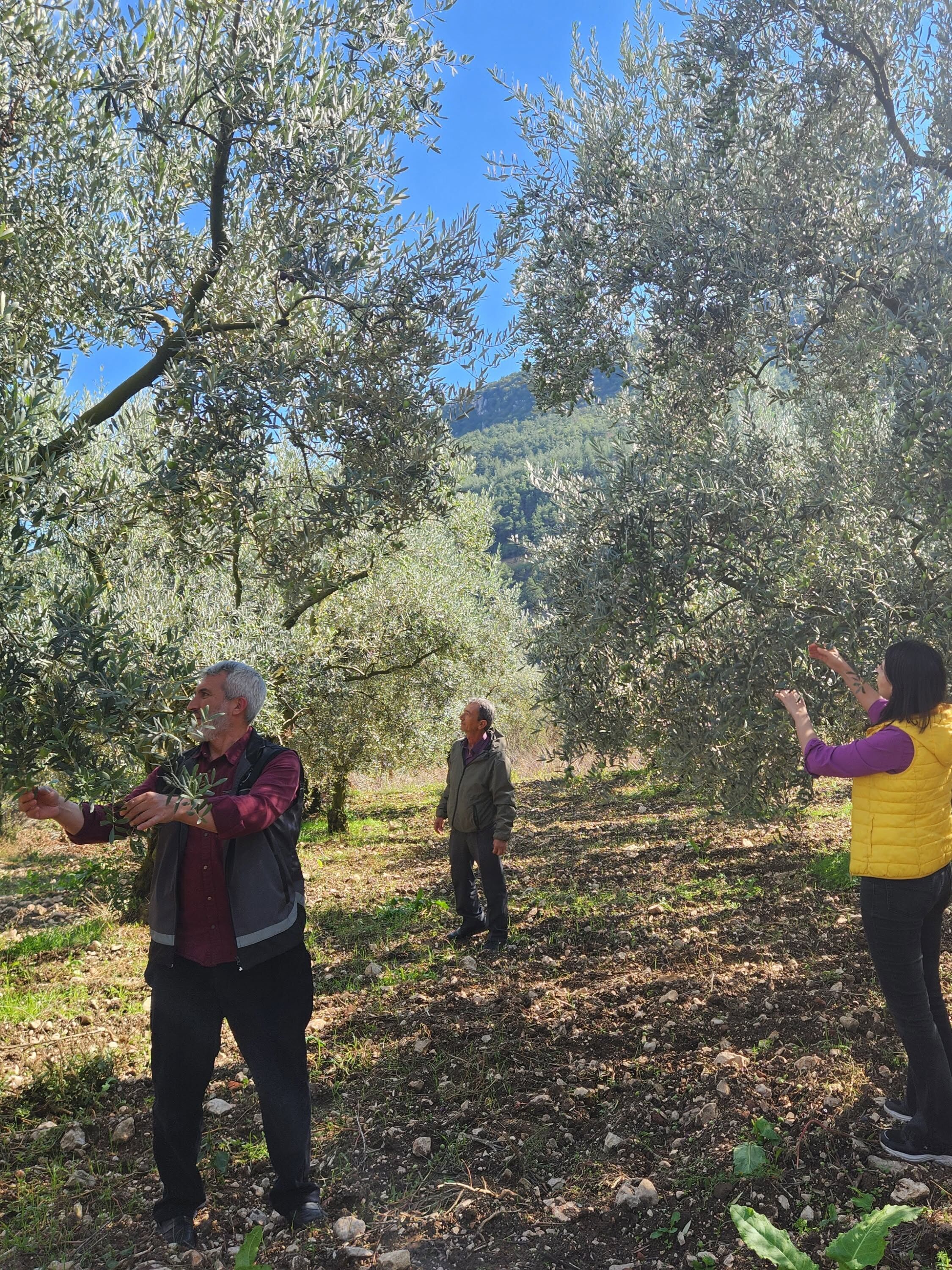 Bilecik’te Zeytin Hasadı Öncesi Rekolte Mesaisi 20296