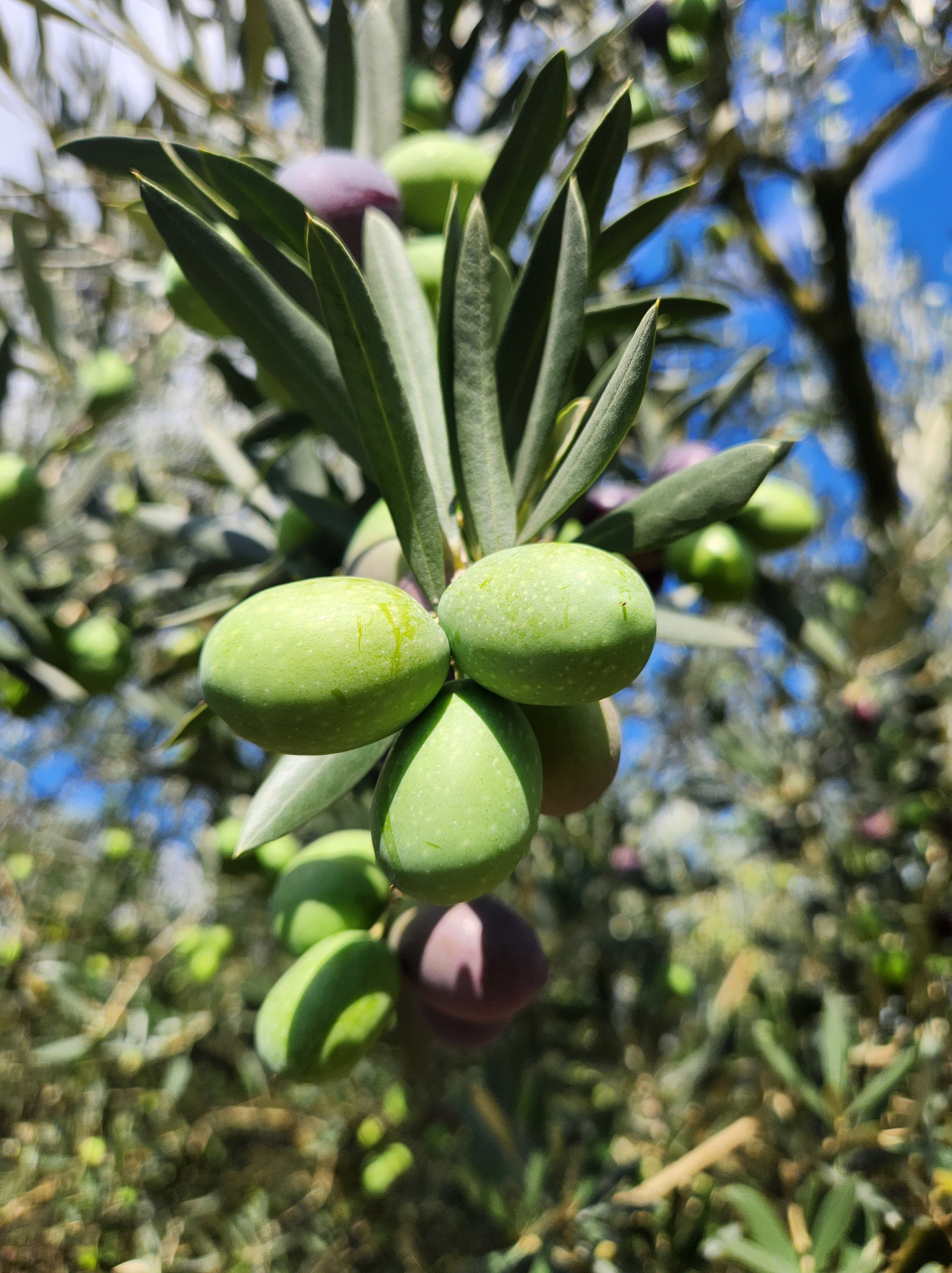 Bilecik’te Zeytin Hasadı Öncesi Rekolte Mesaisi 20297