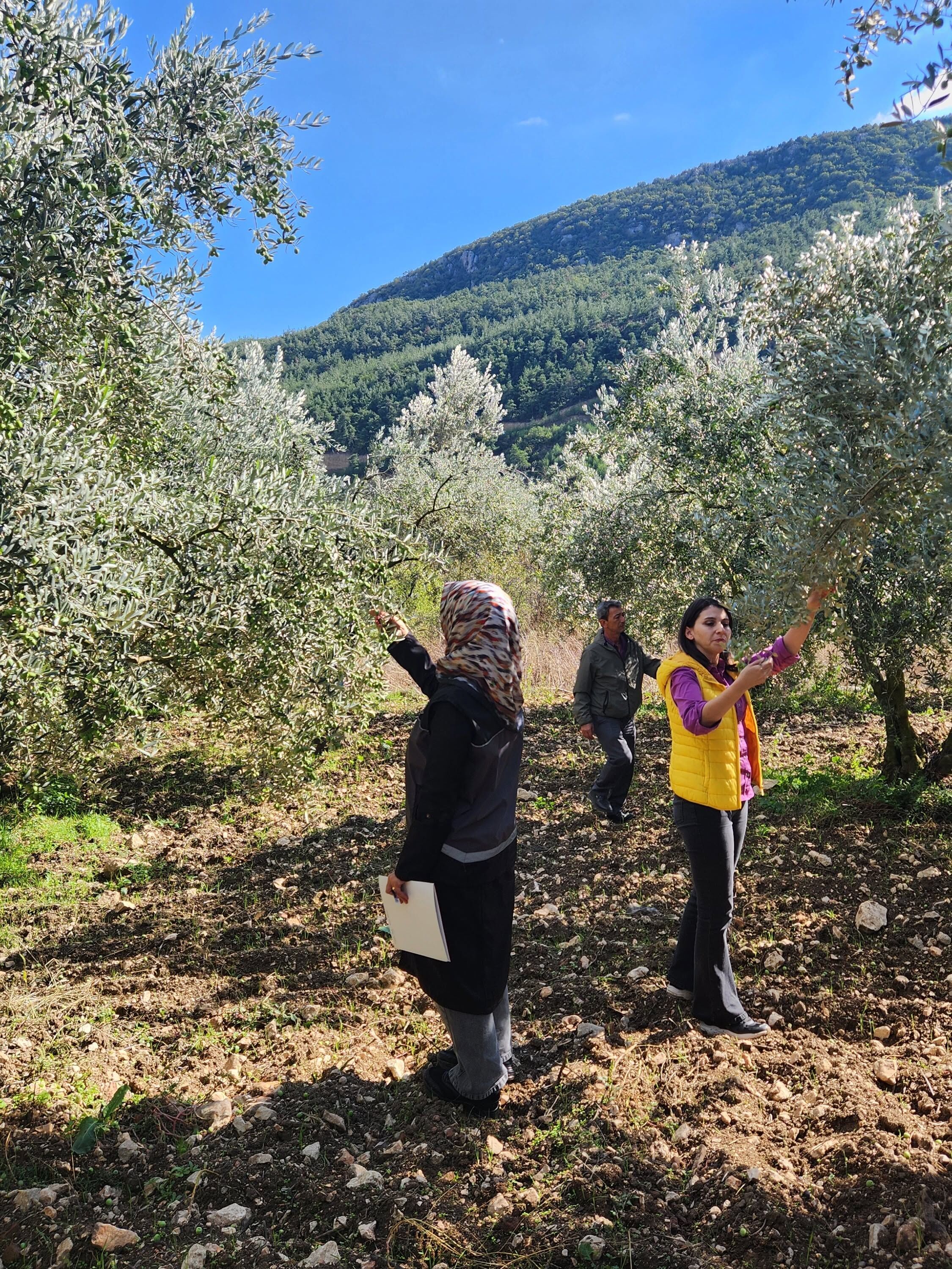 Bilecik’te Zeytin Hasadı Öncesi Rekolte Mesaisi 20298