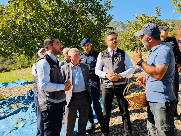 Gölpazarı’nda Ceviz Hasadı 20308