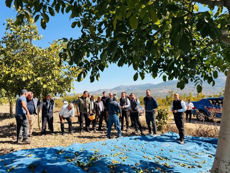 Gölpazarı’nda Ceviz Hasadı 20310